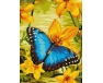 Błękitny motyl