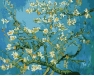 Kwitnące Migdały, Van Gogh