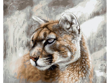 Piękny paw