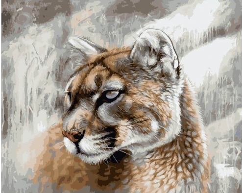 Piękny paw