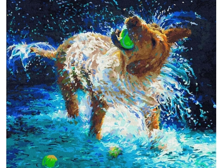 Stokrotka Afrykańska 40x50 cm