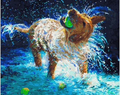 Stokrotka Afrykańska 40x50 cm